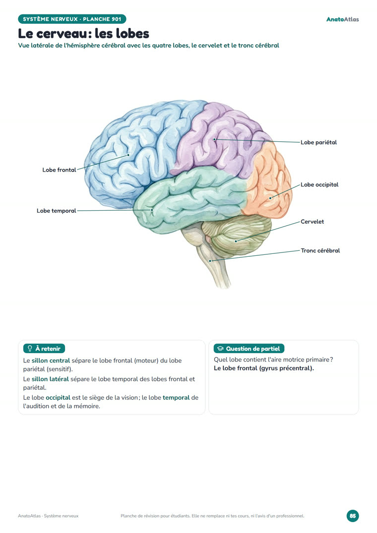 Planche Le cerveau : les lobes