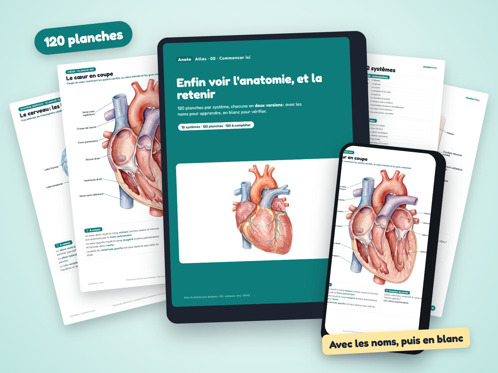AnatoAtlas : la couverture sur une tablette, une planche sur un téléphone et plusieurs planches autour